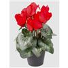 artplants.de Ciclamino Artificiale in Vaso, 12 Fiori, Rosso, 25cm -Ciclamino Ornamentale/Fiore Finto in Vaso