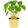 Generico Pianta di Salvia Dorisiana Bio Vaso 12 cm. Confezione da 2 Piante