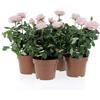 KENTIS - Kit 4 Piante di Rose Rosa - Piante Vere da Esterno Fiorite - Pianta da Balcone Giardino Terrazzo Ornamentali - Sempreverde - Vaso Ø 12 cm