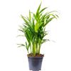 Flowerbox Areca Dypsis Lutescens - Areca Dypsis - Altezza ca. 55 cm, diametro vaso 14 cm