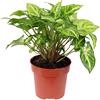Flowerbox Arrow - Arrow singonio, altezza ca. 25 cm, diametro pentola: 12 cm