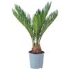 Flowerbox Pianta di palma 6+ Wedel, facile da pulire, Cycas revoluta, altezza ca. 25 cm, diametro vaso 12 cm
