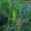 Magic Garden Seeds Aneto (Anethum graveolens) - circa 600 semi