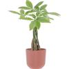 KENTIS - Pachira Acquatica - Pianta da Interno Portafortuna - Piante Vere da Appartamento - H 25-35 cm Vaso Ø 12 cm