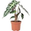 Flowerbox Foglia di freccia - Pianta d'appartamento, Alocasia 'Polly' - Altezza ca. 25 cm, diametro vaso 12 cm