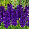 DUTCH BULBS EXCLUSIVE PLANTS FROM HOLLAN Bulbi Fiori Perenni da Esterno - 10 Bulbi Gladiolo Viola - Piante e fiori esclusivi dall'Olanda - per giardino e vaso (grandi, non semi, non artificiali)