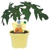 MODIPITRE Papaya pianta di Carica Papaya su vaso cm 12 h 20/25cm MODIPITRE