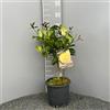 SAVINI VIVAI L'ARTE DI FARE NATURA SAVINI VIVAI Pianta di Limone Albero Agrumi Limone Pane in Vaso da 20 cm Altezza 70 cm 2-3 Anni di innesto Made Italy