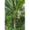 Generic Musa Ensete Glaucum Banane des Neiges 100 grani