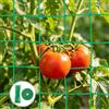 URAQT Rete per Piante Rampicanti, 1.8 * 1.8M Rete per Rampicanti da Giardino e Orto, Retes a Traliccio da Giardino, con 50 Fascette per cavi e nastro adesivo, Retes di Supporto per Piante, Cetrioli