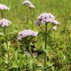 le Georgiche Vivai le Georgiche - Pianta vera di Valeriana officinalis - vaso Ø 14 cm