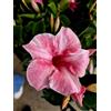 POWERS TO FLOWERS - MANDEVILLA DIPLADENIA ROSA SCREZIATA, VASO 14 CM DIAMETRO, 3 PIANTE, piante vere