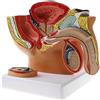 Luzhengyang Modello anatomico della cavità pelvica maschile 1:2 - Modello anatomico della struttura dello scheletro della prostata del bacino maschile per l'esposizione dell'insegnamento - Forniture di