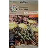 Generico Piante Grasse Miste, Collezione Cactus Hortus Le Straordinarie, Semi (SEMI TITANOPSIS CALCAREA CACTUS)