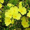 GardenersDream Halimium Libanotis - Splendido Cisto Giallo - Ideale per Giardini Mediterranei