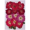 Inzopo, fiore pressato naturale, fiori secchi veri, rosa rossa per arte floreale, artigianato, nail art, creazione di biglietti, San Valentino