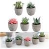 VIRELLO Piante grasse variegate a più teste in vaso, a bassa manutenzione, senza irrigazione, decorazione per casa, giardino, ufficio