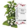 Melissa Linda's Lab. Omeopatici Melissa 30Ml Gtt Lindas 30 ml Gocce orali
