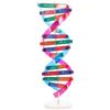 Niltracy Kit per l'apprendimento dei geni umani della struttura del DNA della doppia elica del DNA per l'insegnamento biologico Prop