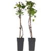 Plant in a Box - Hydrangea anomala Petiolaris - Set di 2 - Ortensia rampicante - ⌀15 cm - Altezza 60-70 cm