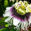 le Georgiche Vivai le Georgiche - Pianta vera di Passiflora edulis f. flavicarpa Granadilla gialla Maracuja dolce, Frutto della passione giallo - altezza alla vendita 80-100 cm