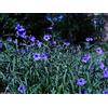 SVI petunie messicani di sementi Ruellia brittoniana 'Blue Star' 30 semi!