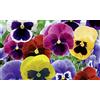 Gasa 10 piantine di viola del pensiero su vaso cm 9 mix colore