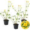 Bloomique - Set di 3 - Caltha Palustris - Calta Palustre - Pianta da Stagno - Resistente al Freddo - Alta 15-25 cm - Vaso 9 cm