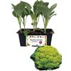 P. Piantine da Orto | Cavolfiore Verde, Pianta da Orto o Balcone Pronta al Trapianto, Kit da 6 Piantine, Pianta Vera da Esterno, Vivaio Italiano