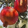 PianteWeb Albero Melograno Mollar Elche - Età 1 anno