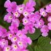 PianteWeb Pianta Lantana Sellowiana