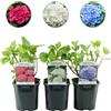 Plantenboetiek.nl Ortensia - Hydrangea macrophylla Tricolour - Fiore blu, rosa e bianco - 3 piante - Decidua - Bassa manutenzione - 30cm - Ø18cm - Pianta da giardino