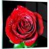 ARTTOR Quadro su Vetro 40x40cm Stampe da Parete in Vetro Rosa fiore petali acqua Piccoli Decorazione Murale Camera da Letto Cucina 1 pezzo Quadri Moderni Soggiorno Grafica Immagini Wall Art GAC40x40-0370