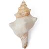 SKOOLOVE Conchiglie Enormi da Mare Naturali, Conchiglie Oceaniche 15-20 cm, per Decorazioni Nuziali, Feste a Tema, Decorazioni per la casa, Acquari e Conchiglie