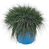 PianteWeb Pianta Festuca