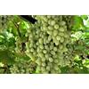 Generico UVA DA TAVOLA BIANCA APIRENA FRUTTO GROSSO REGAL,RESISTENTE, GRANO CROCCANTE, TARDIVA VASO 2 LITRI PRODUTTIVA 60-70CM