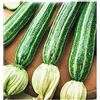 generico piantine da orto pomodori melanzane peperoni (zucchino striato 5 piante)