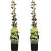Bloomique - Set di 2 - Jasminum nudiflorum - Gelsomino d'inverno - Giallo - Rampicante - Resistente al freddo - Alte 50-70 cm - Vaso 15 cm