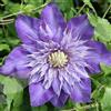 AMDGarden Pianta di Clematide Clematis Multi Blue Fiore Blu Rampicante Vaso 18cm