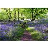 Aoihrraan 2,2x1,5m Lavanda Maniero Sfondo Viola Fiori Verde Alberi Primavera Foresta Parco Natura Paesaggio Fotografia SfondoMatrimonio servizi fotografici bambini adulti artistico ritratto foto prop
