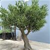 KIBONCY Albero Artificiale Finto ulivo olivoso Finto Seta Finta pianta di olivo pianta Finta Piante in Finto Ufficio casa Soggiorno Arredamento 4.5m