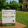 Semi per Prato verde con fiori, Tappeto erboso con essenze fiorite a taglio basso, resistente al calpestio