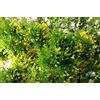 Generic 20 Graines Caraganier de Sibérie, Caragana Arborescens Graines d'arbre