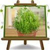 EURO PLANTS VIVAI Timo Maggiore Pianta Aromatica su Vaso da 14 cm