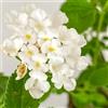 PianteWeb Pianta Lantana Sellowiana