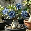 Generic Rizomi di rosa del deserto blu - Rari balcone da interno 4bulbi