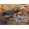 Andy Belcher Angie Belcher The Baby Turtle (Tascabile) Collins Big Cat