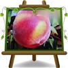 EURO PLANTS VIVAI Pesca Chiara a Polpa Gialla Pianta da Frutto in Vaso 26 cm, Altezza 170-200 cm, Età 4 Anni