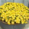 le Georgiche Vivai le Georgiche - Pianta vera di Delosperma Suntropics Yellow Serie Suntropics - vaso Ø 14 cm