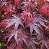 GardenersDream Acer palmatum 'Bloodgood' | Acero Giapponese Latifoglie